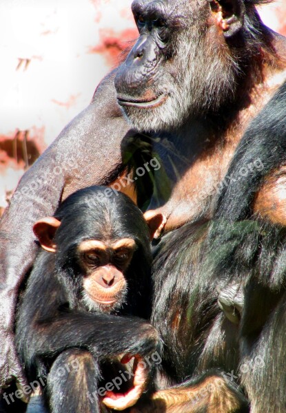 Nature Animal World Ape Chimps Zoo