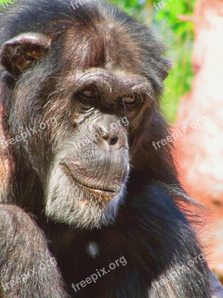 Monkey Chimpanzee Animal Ape Zoo