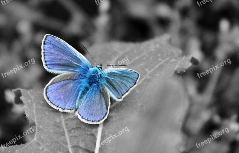 Macro Nature Butterfly Summer Free Photos