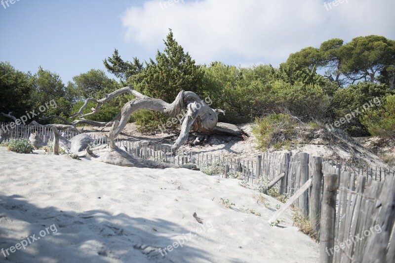 Saleccia Beach Corsican Nature Travel