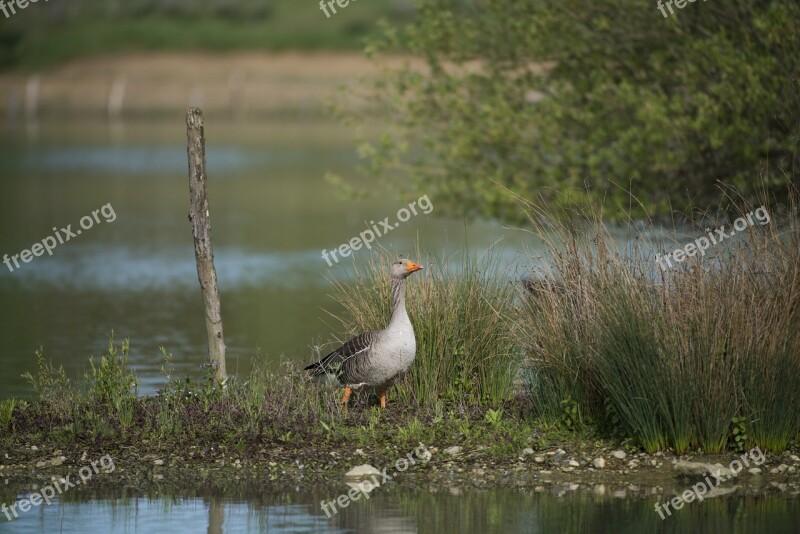 Goose Ashy Animals Birds Pond Free Photos