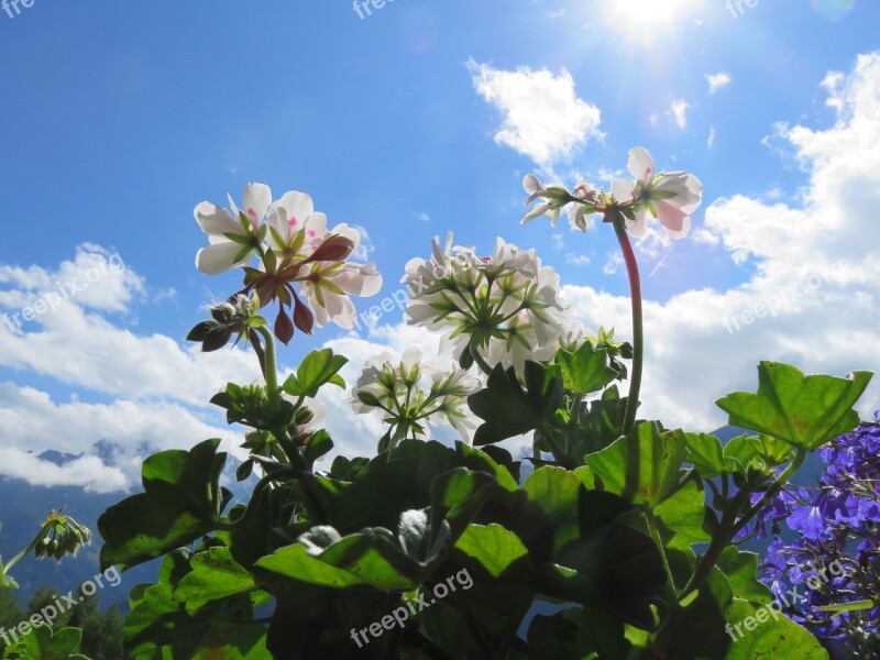 Geranium Sky Plant Nature Cloud