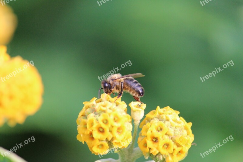 Bee Blossom Bloom Insect Flower