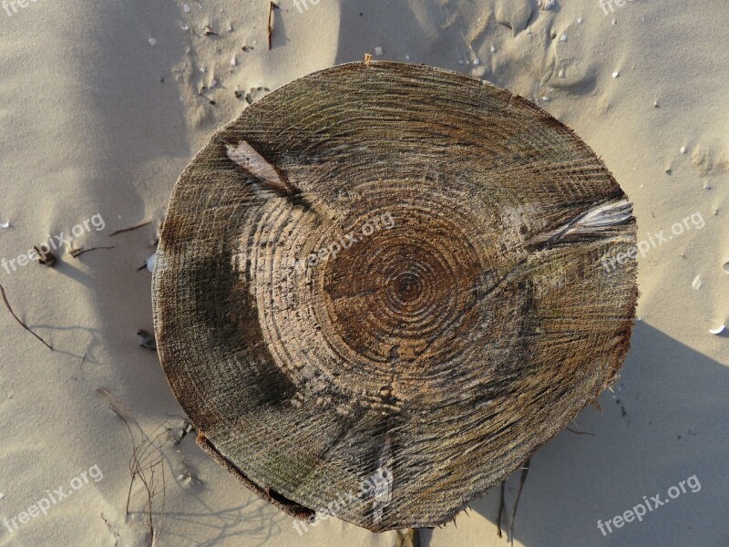 Annual Rings Tree Sand Tribe Structure