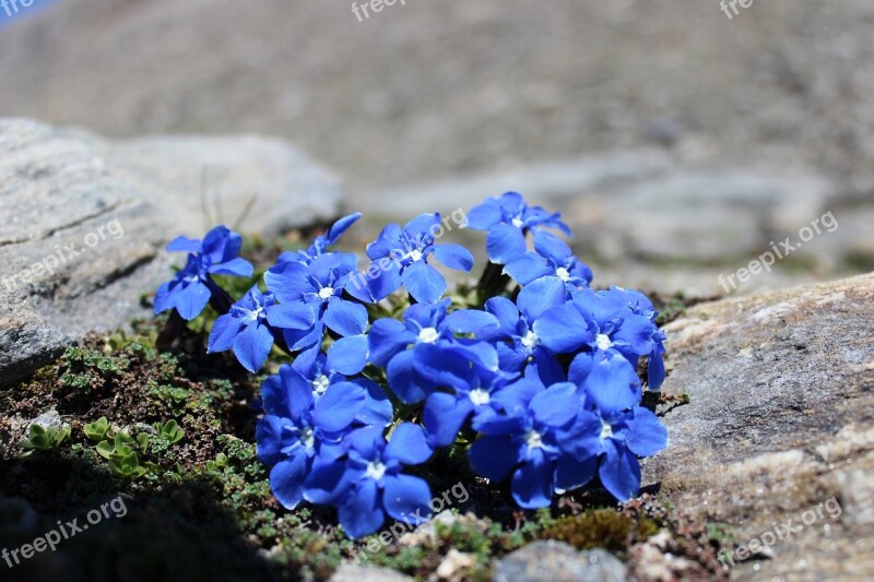 Gentian Blue Rock Mountain Flowers Plant