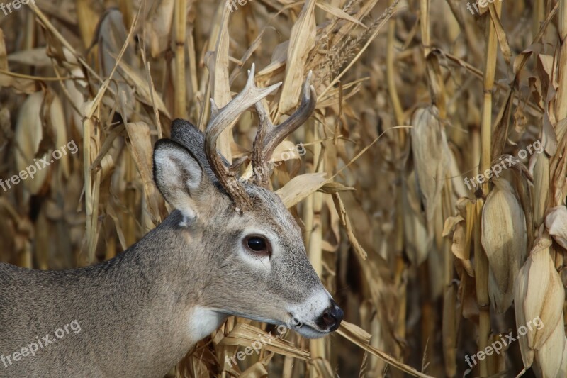 White Tail Deer Wildlife Animal 4 Dog Arts