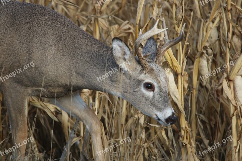 White Tail Deer Buck Wildlife Animal