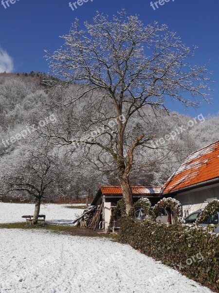 Trees Snow Winter Garden House