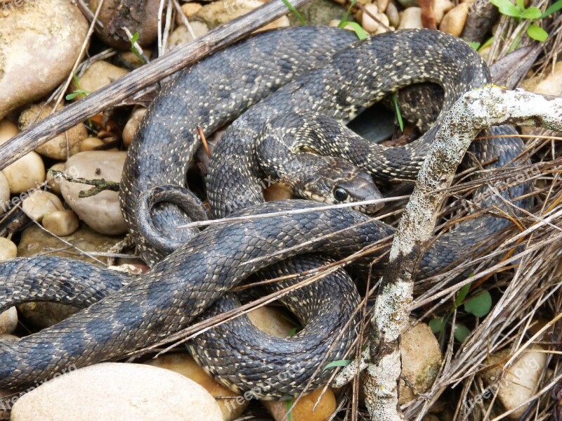 Snake Threat Legua Bifida Culebra De Herradura Screwed