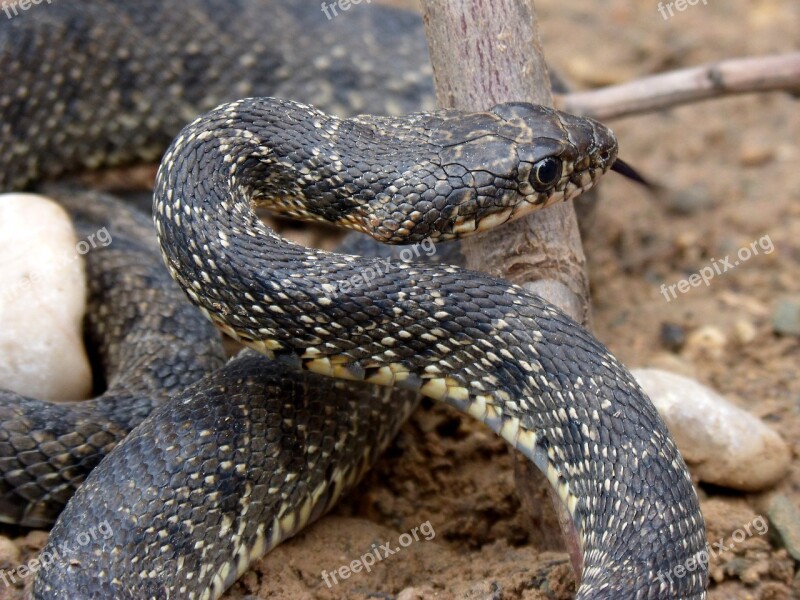 Snake Threat Legua Bifida Culebra De Herradura Screwed