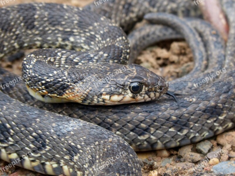 Snake Threat Legua Bifida Culebra De Herradura Screwed