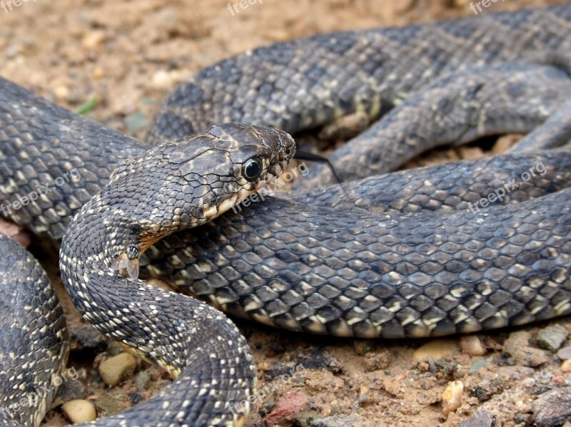 Snake Threat Legua Bifida Culebra De Herradura Screwed