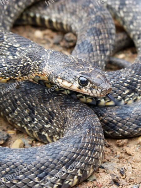 Snake Threat Legua Bifida Culebra De Herradura Screwed