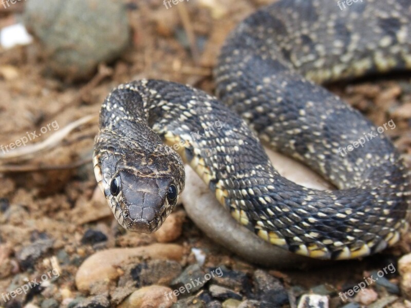 Snake Threat Legua Bifida Culebra De Herradura Screwed