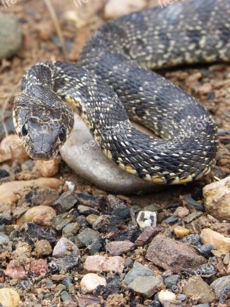 Snake Threat Legua Bifida Culebra De Herradura Screwed