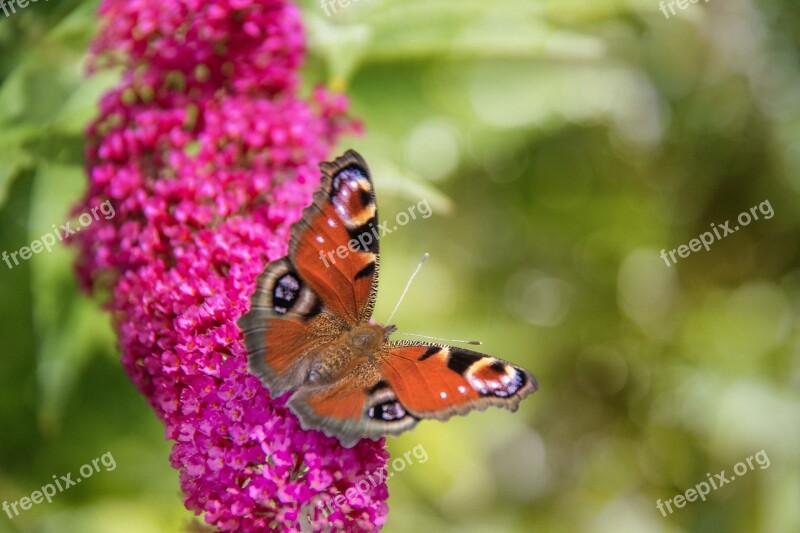 Butterfly Insects Color Insect Butterflies