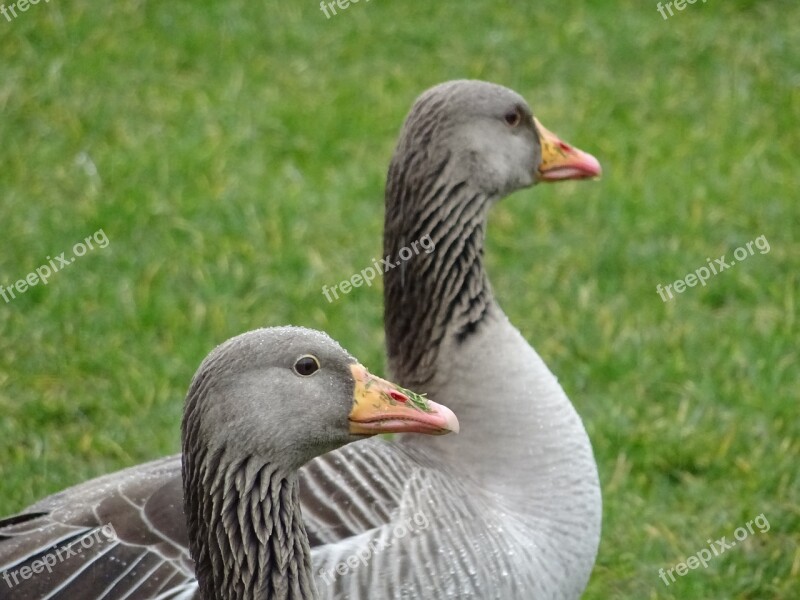 Pomeranian Goose Pair Of Goose Meadow Green Bill