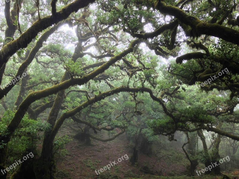 Tilde Tree Flying Old Tree Nature