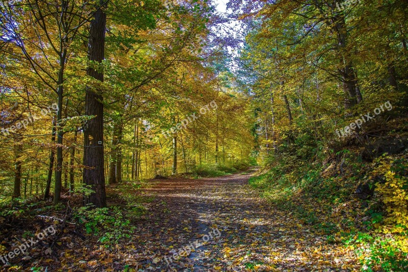 Forest Deciduous Forest Autumn Leaves Autumn Forest