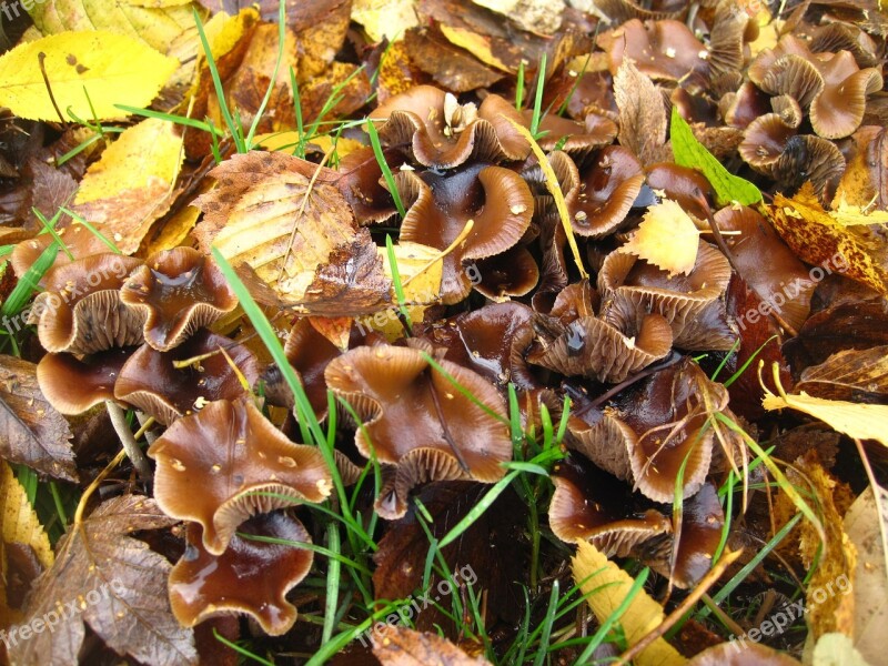 Mushroom Colony Small Mushrooms In The Leaves Forest Floor Small