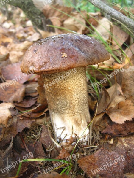 Birch Mushroom Firs Mushroom Edible Autumn