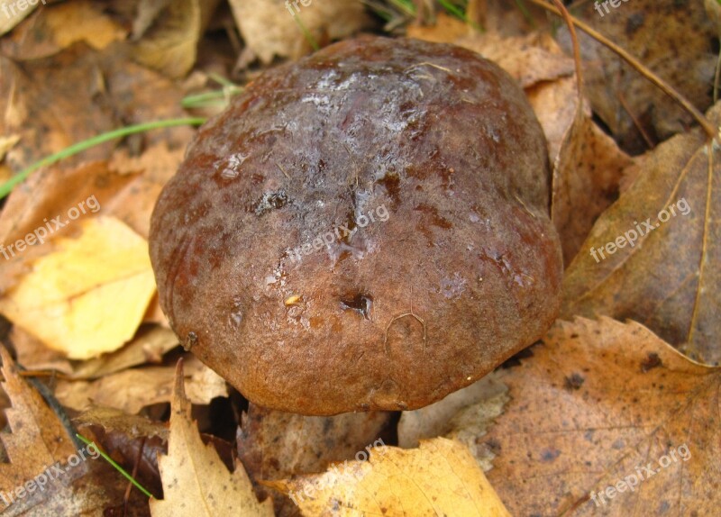 Birch Mushroom Cap Hidden Disguised Unobtrusively Close Up