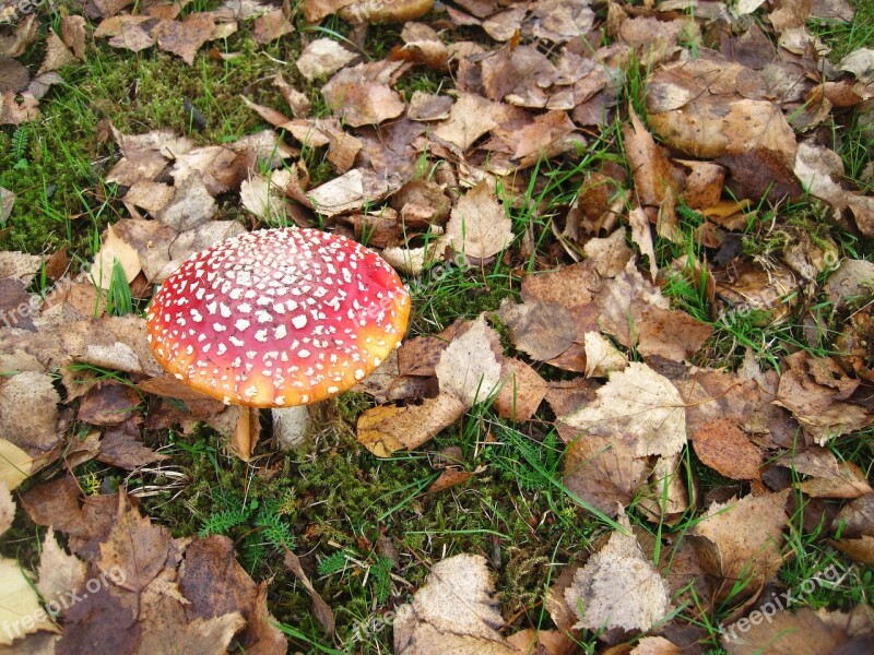 In The Forest Forest Floor Moss And Leaves Fly Agaric Lucky Guy