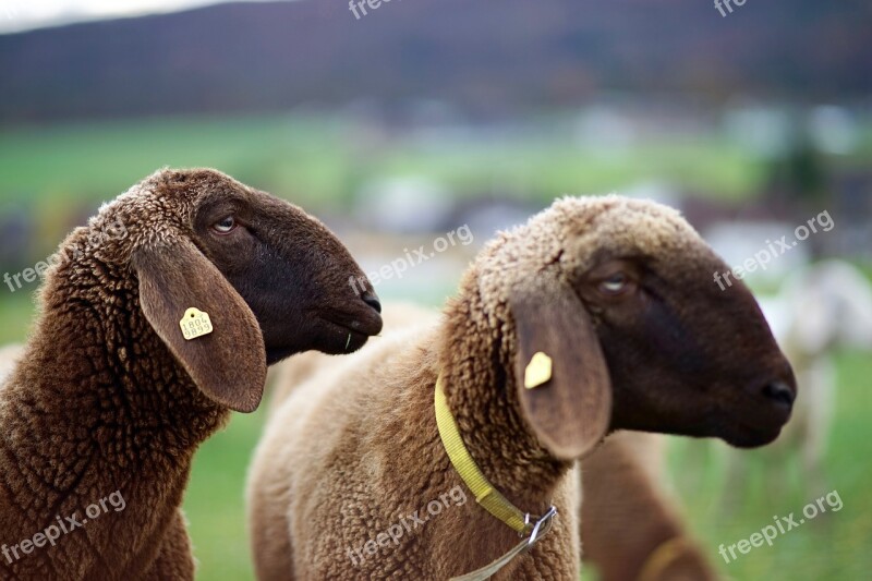 Sheep View Look Animal Pasture