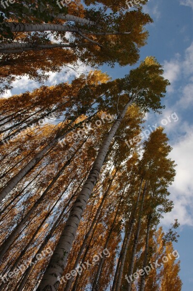 Beautiful And Cold Autumn Sky Trees Tall