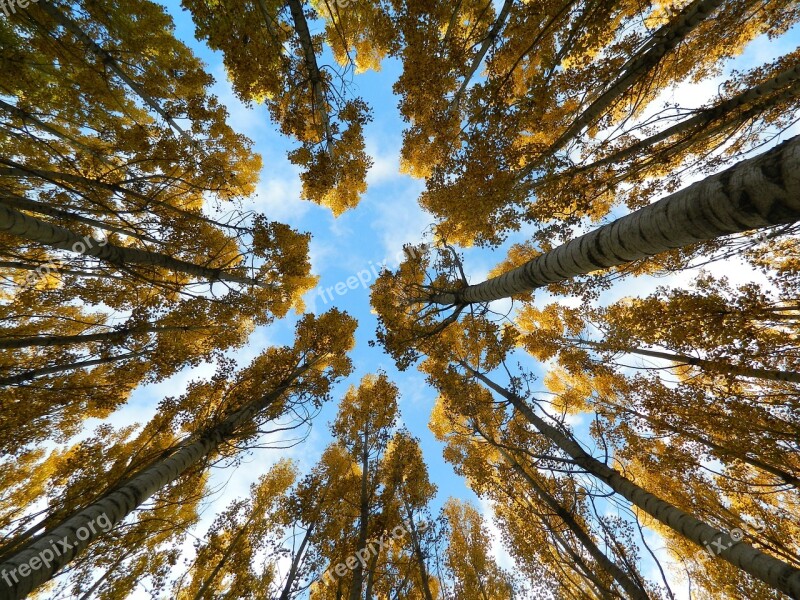 Autumn Sky Trees Tall Birch