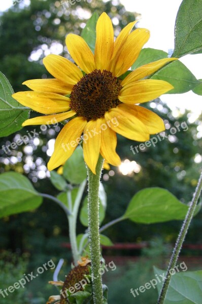 Sunflower Yellow Nature Blossom Bloom