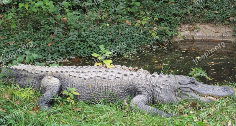 Alligator Water Looking Wildlife Nature