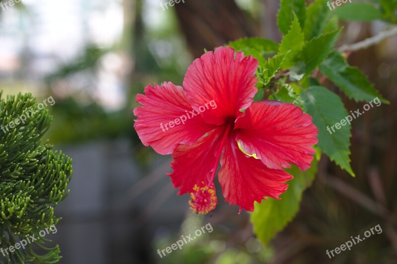 Flower Petal Nature Red Rose Spring