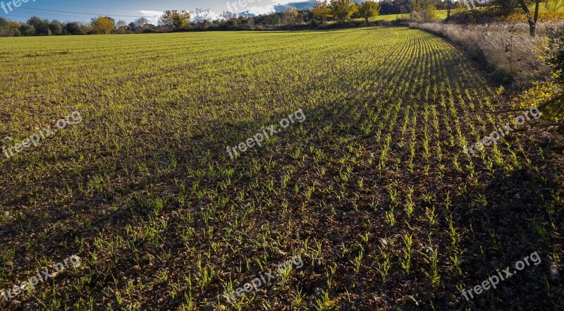 Wheat Winter Wheat Plantation Agriculture Free Photos