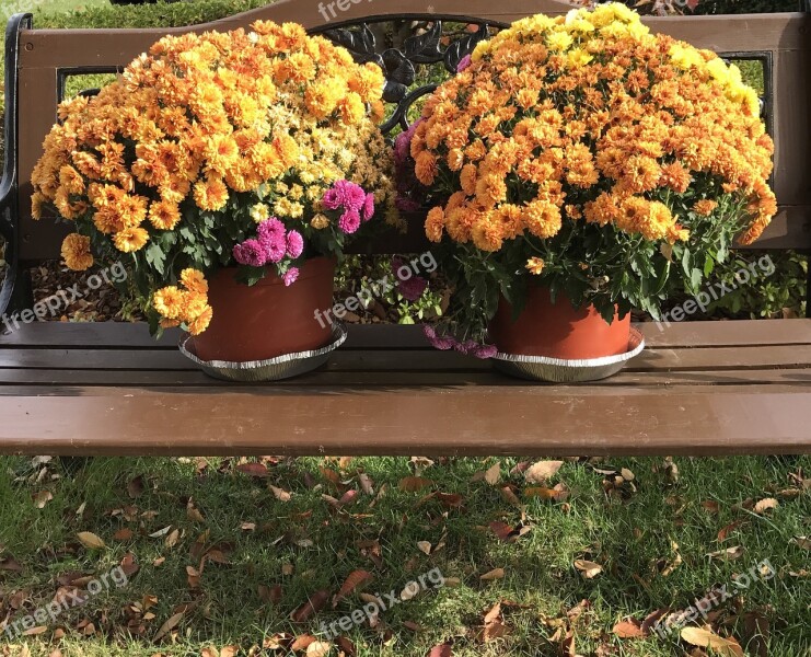 Fall Fall Flowers Autumn Yellow Thanksgiving