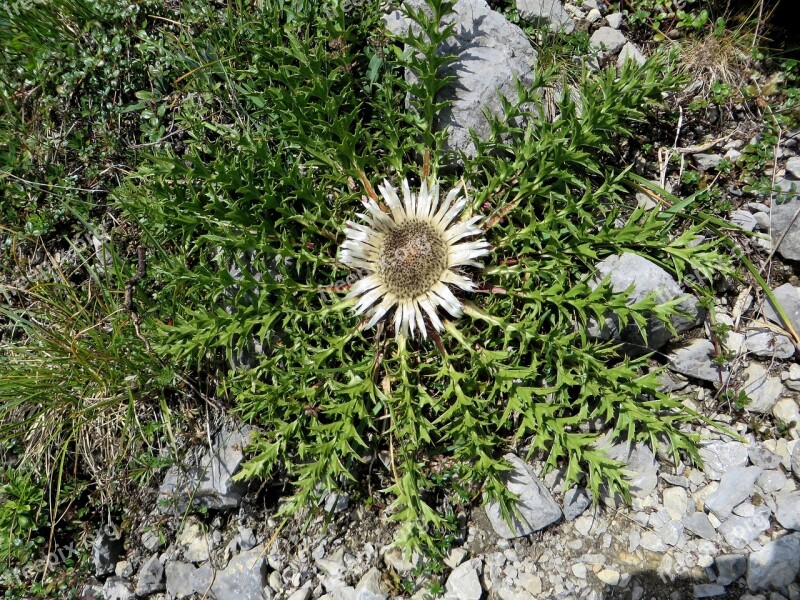 Flower Flora Mountain Thistle Alpine Thistle Free Photos