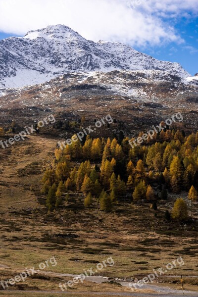 Autumn Larch Larch Discoloration Fall Color Golden Autumn