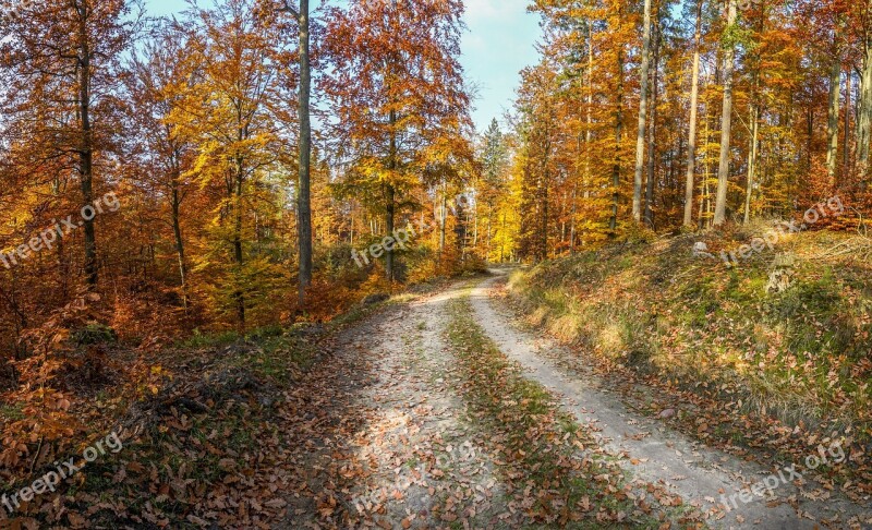 Forest Autumn Autumn Gold Foliage Landscape