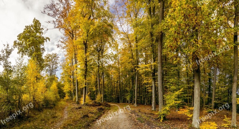 Forest Autumn Forest Road Tricity Landscape Park Free Photos