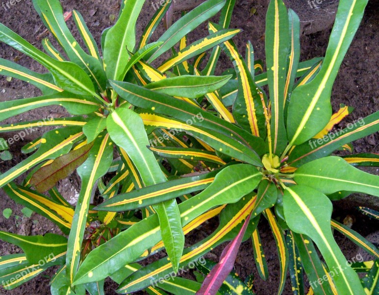 Croton Wild Plant Garden Foliage