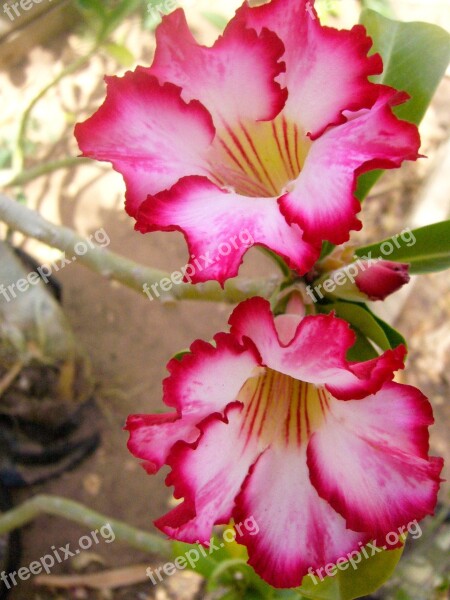 Adenium More Rose Desert Pink