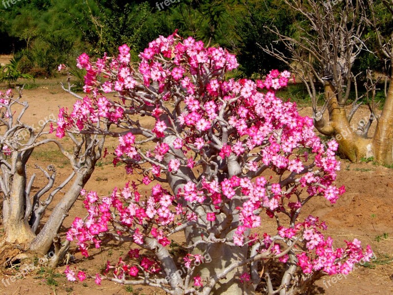 Adenium More Rose Desert Pink