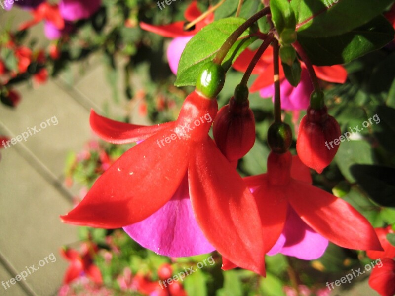 Fuchsia Flower Have Natural Summer