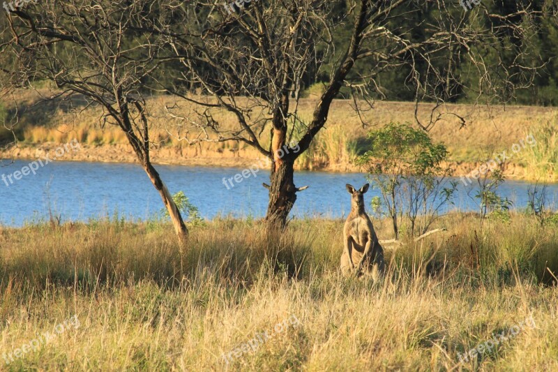 Kangaroo Camouflage Nature Free Photos