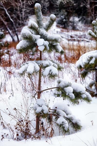 Snow Pine Lonely Winter Forest