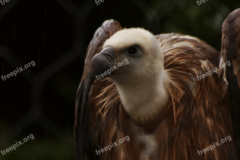 Vulture Condor Animal Bird Animals