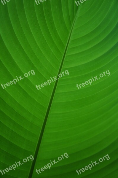 Leaf Green Banana Banana Leaf Palm