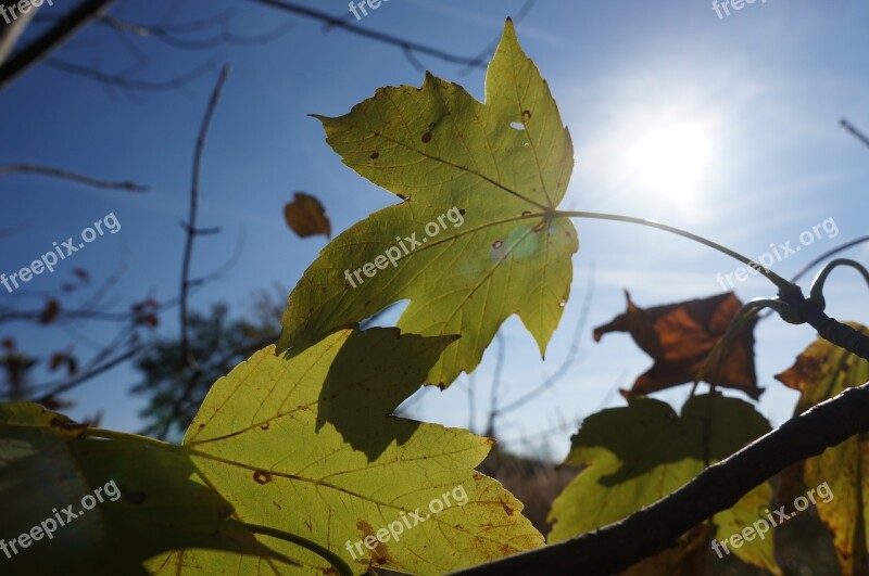 Autumn Leaves Maple Mountain Maple Sun