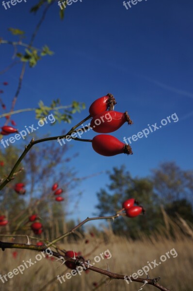 Rose Hip Thorns Autumn Plant Bush