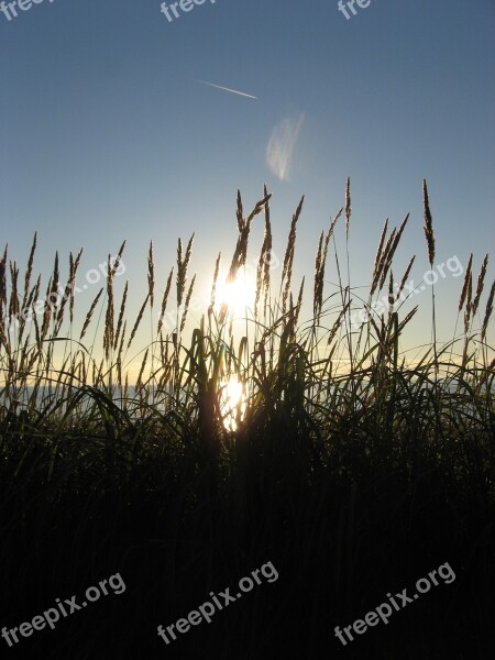 Beach Marram Grass Grass Dunes Baltic Sea